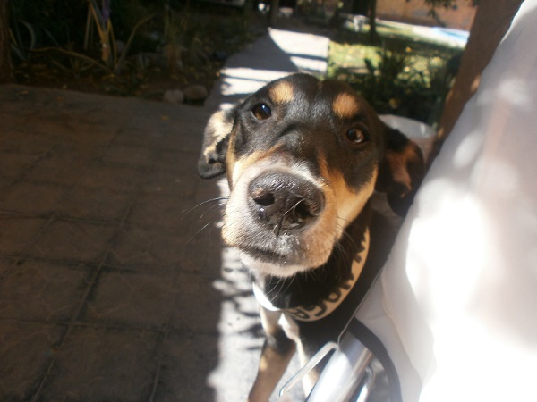 reina en adopcion