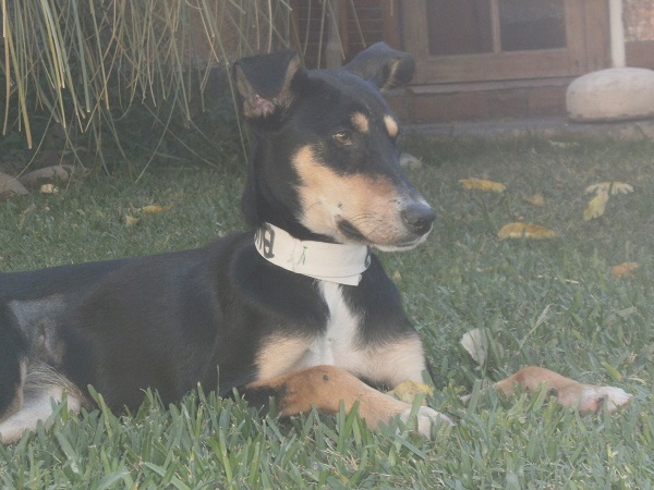 reina busca un hogar