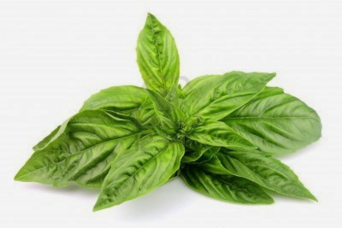 Propiedades albahaca