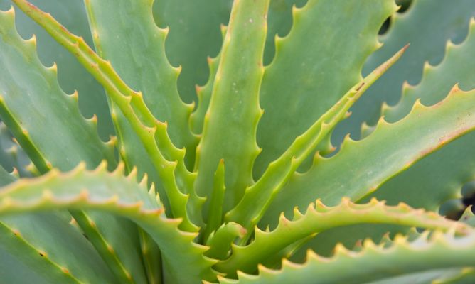 aloe-vera2